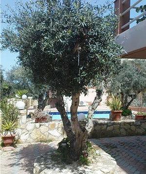 Nea Kydonia Suites & Studios Daratsos Exterior foto